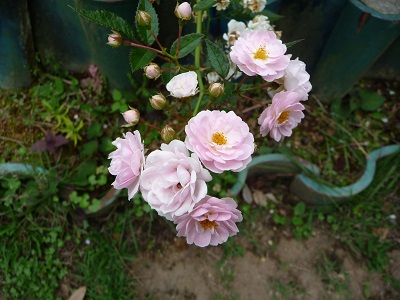 1バラの花